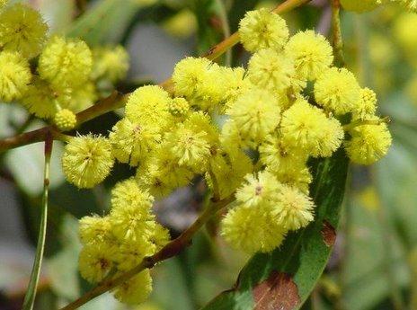 Picture of Acacia pycnantha